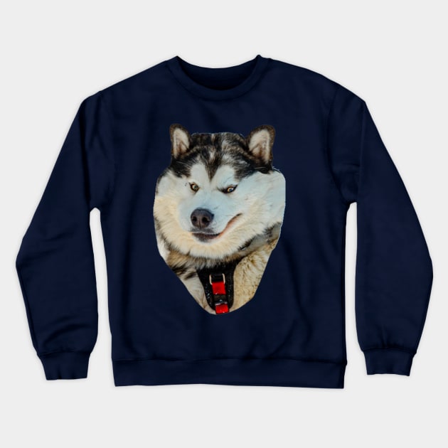 Malamute in the snow Crewneck Sweatshirt by dalyndigaital2@gmail.com